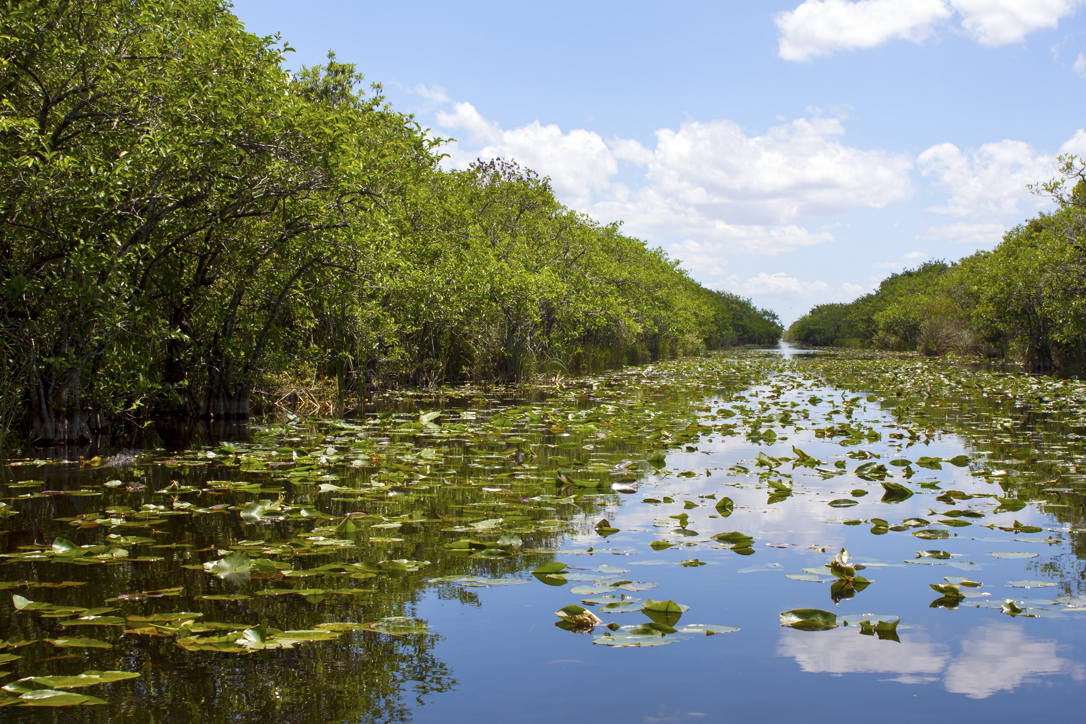Everglades Swamp In Florida Lewis - Home